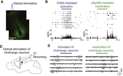 Neuromodulation of Brain State and Behavior - PubMed