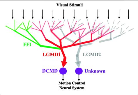 Neuromorphology - Wikipedia