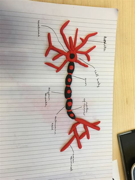 Neuron 3d Model using Thermocol Neuron project for school science