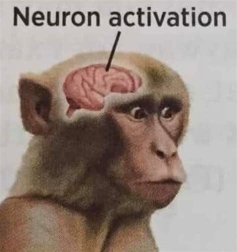 Neuron Activation Meme Template