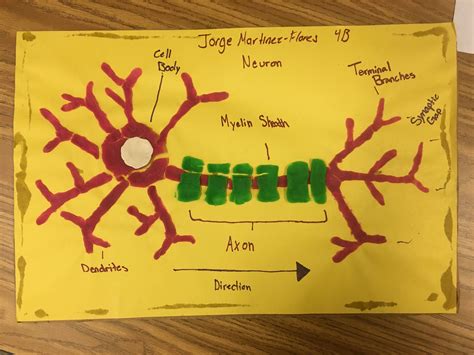 Neuron Activation Template