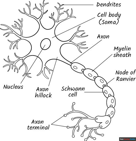 Neuron Coloring Page