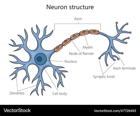 Neuron Structure And Diagram Neuron Structure