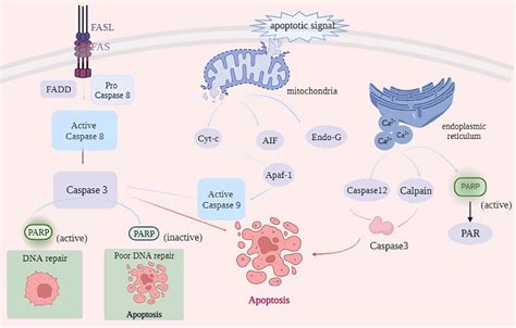 Neuronal caspase-3 signaling: not only cell death Cell Death