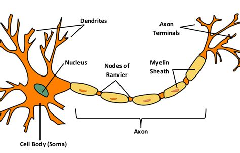 Neurons are made up of milady. To understand how a nerve impulse travels along the neuron, the complete pathway of the neuron must be understood. The impulse is essentially a message that is sent to the brain. W... 