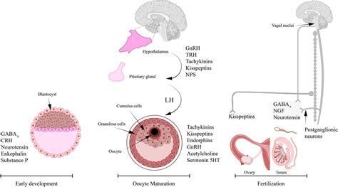 Neurotransmitters In Embryogenesis