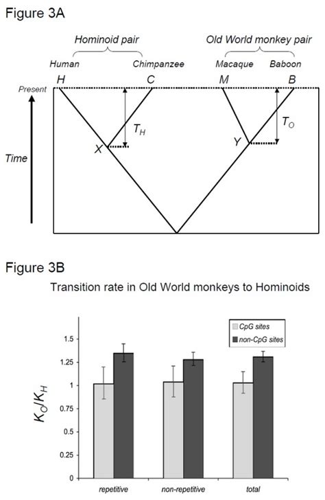 Neutrality and Molecular Clocks Learn Science at Scitable