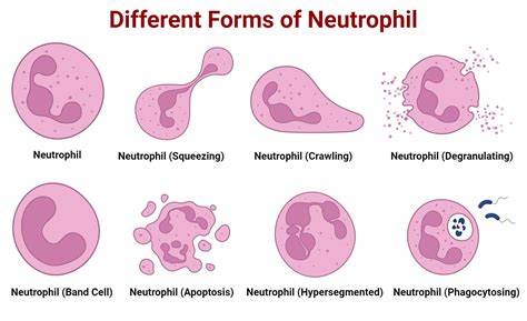 Neutrophils - Definition, structure, count, range, …