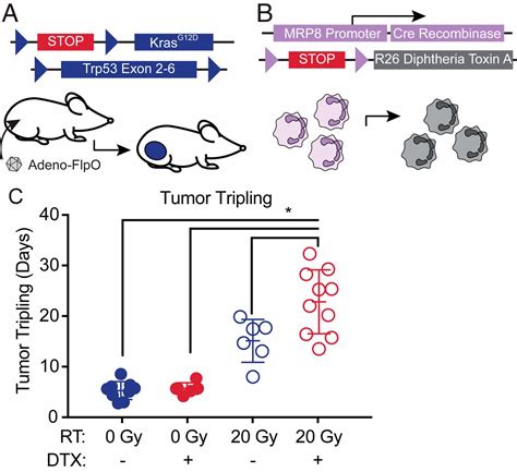 Neutrophils promote tumor resistance to radiation …