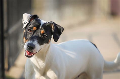 Nevada Pet Rescues Animal Shelters - Pampered Pets