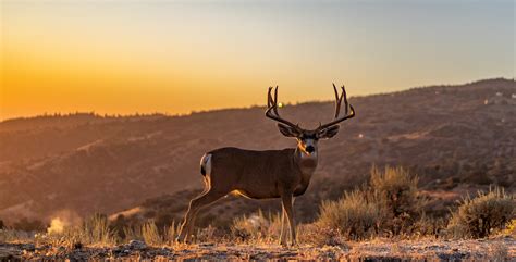 A community to discuss western big game hunting draws, otc sales, ... The Nevada Big Game Draw ... Utah Big Game Draw details for 2023. onpointhunts. wisc_wanderer • Kansas Non Resident Deer Draw 2023. onpointhunts. Continue browsing in r/huntingapplications. 
