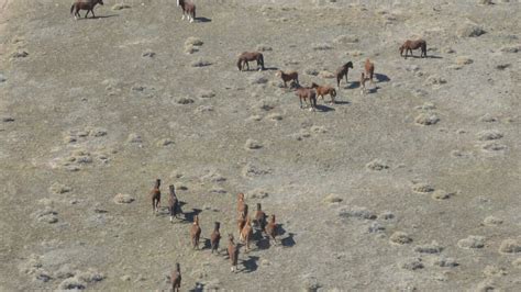Nevada rangeland taxed by wild horses, land managers plan to round up thousands of the animals