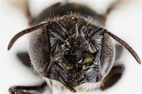 New 'lucifer' bug with demonic spikes discovered in Down Under