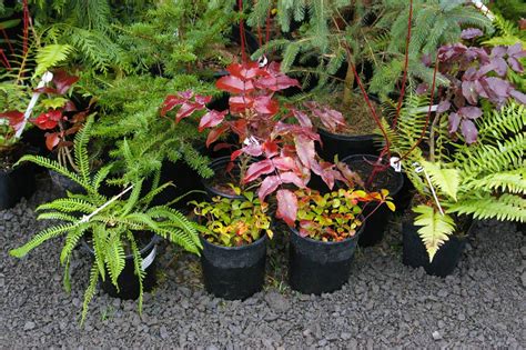 New Arrivals – Woodbrook Native Plant Nursery