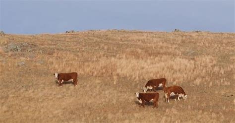 New Bismarck livestock sales barn opening this fall