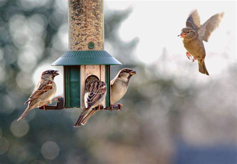 New Concord bird enthusiast seeks help in attracting visitors to her feeder