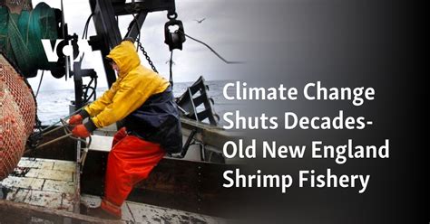 New England’s decades-old shrimp fishery, a victim of climate change, to remain closed indefinitely