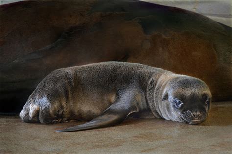 New England Aquarium Welcomes Two New Sea Lions