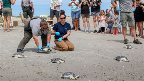 New England Aquarium releases dozens of rehabilitated sea turtles into ocean waters off North Carolina