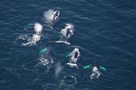 New England Aquarium researchers report lots of whale activity off Maine coast