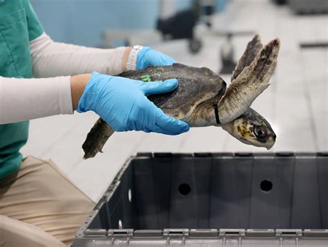 New England Aquarium treats over 200 hypothermic, cold-stunned sea turtles