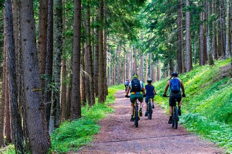 New Forest Cycling Tours & Guided Bike Rides