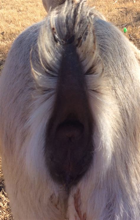 New Goat Vaginal Discharge... PICS to the Homesteading