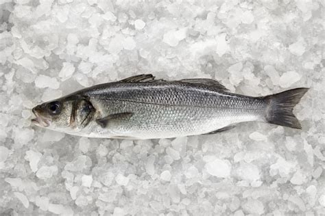 New Guidance on Seabass Measures - GOV.UK