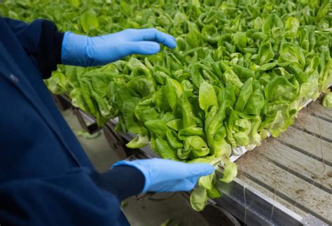 New Hampshire lab error incorrectly resulted in salad greens recall