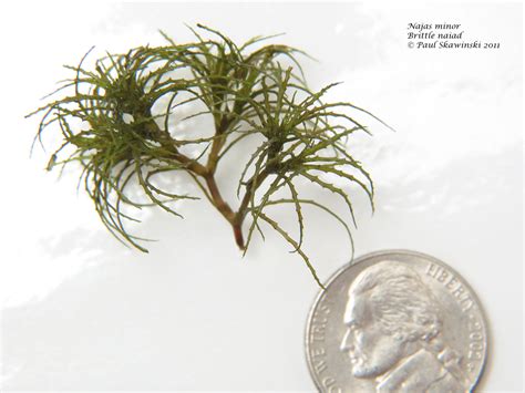 New Invasive Species: Brittle Naiad found in Lake Butte …