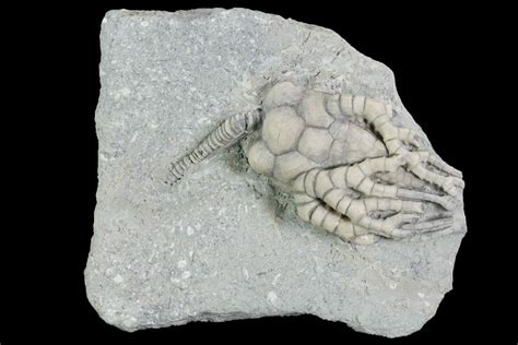 New Items For Sale Fossils for Sale - Indiana9 Fossils