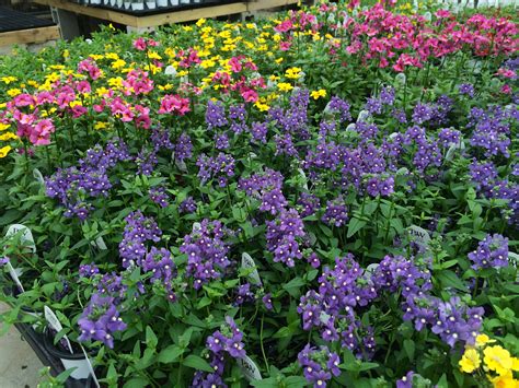 New Jersey Nursery and Garden Center Colonial Nursery