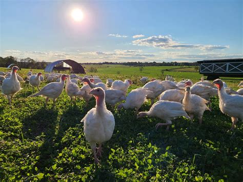 New Jersey farms where you can buy Thanksgiving turkeys