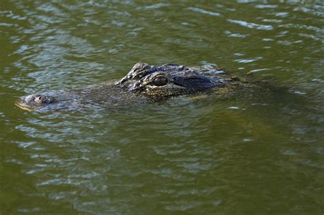 New Jersey park closed as search for alligator continues