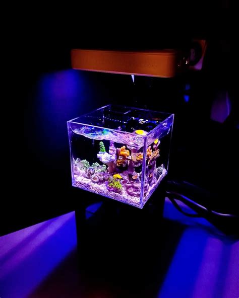 New Micro Reef Tank Systems from PNW Custom