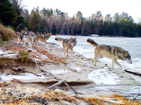 New Minnesota deer hunting group to hold meetings on wolves
