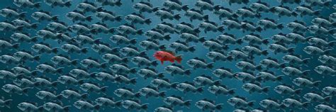 New Model Taps Tiny Tropical Fish for Large Scale Drug Screening to Combat Cushing Disease