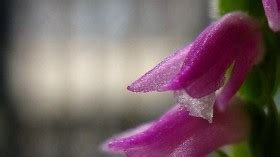 New Orchid Species that Looks Like Glass Discovered in Most …