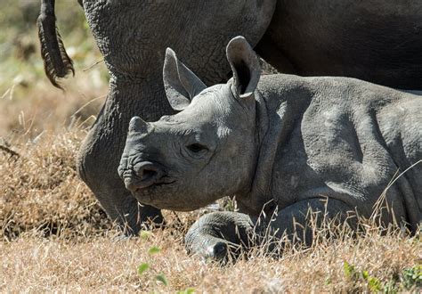 New Study Finds That Black Rhinos Have Lost 60 Percent Of Their ...