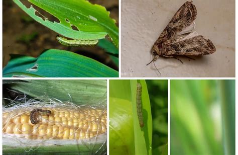 New Technologies for Insect-Resistant and Herbicide-Tolerant …