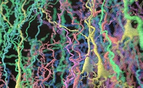 New Way to Modify Lab Mice and Human Cells Cedars Sinai