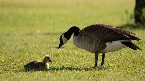 New York golfer charged with animal cruelty after goose killed with golf club