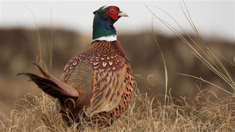 New York pheasant release program opens applications