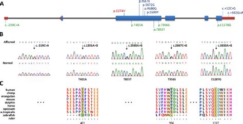 New ZNF644 mutations identified in patients with high myopia.