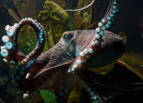 474px x 248px - New Zealand: The octopus Inky escapes from the aquarium into the ocean
