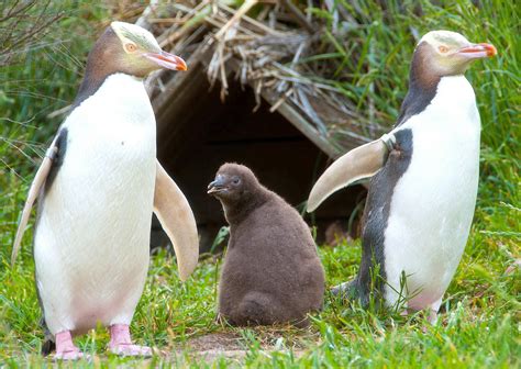 New Zealand Animal & People Portrait Photography Rachael …