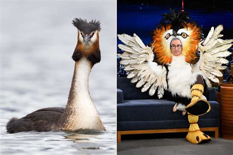 New Zealand held a Bird of the Century competition. John Oliver got this puking bird to win