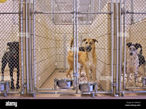 New albany animal shelter. Things To Know About New albany animal shelter. 