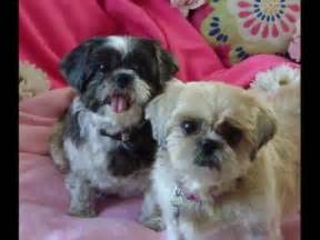 New beginnings shih tzu rescue. Hi my name is Blossom. I came in a couple weeks ago from a Wisconsin puppy mill. Foster mom says I am doing so much better that I am ready to find my forever home. I am 5 years old Yorkie and I have... 
