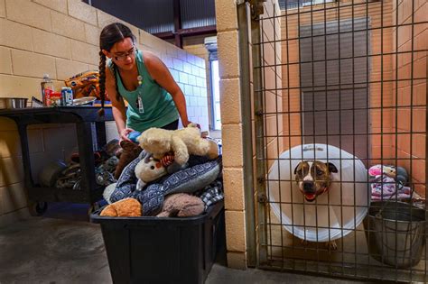 New braunfels animal shelter. Some of these animals may not be available for adoption at this moment, but you can always call the shelter at 830-629-5287 for clarification on the adoption process or the animal's current status. day. hours. Monday. 